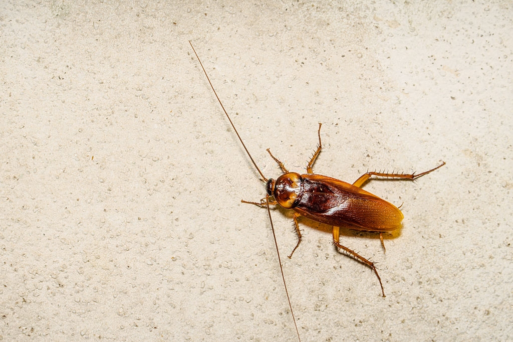 Cockroach Control, Pest Control in Holloway, N7 . Call Now 020 8166 9746