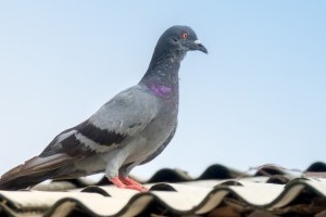 Pigeon Pest, Pest Control in Holloway, N7 . Call Now 020 8166 9746