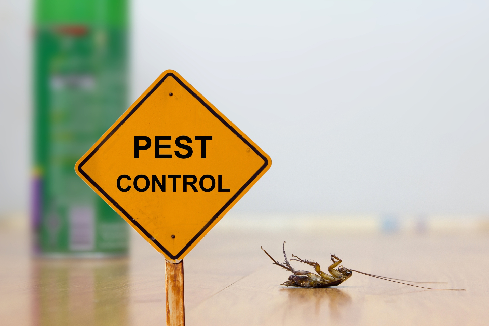 24 Hour Pest Control, Pest Control in Holloway, N7 . Call Now 020 8166 9746