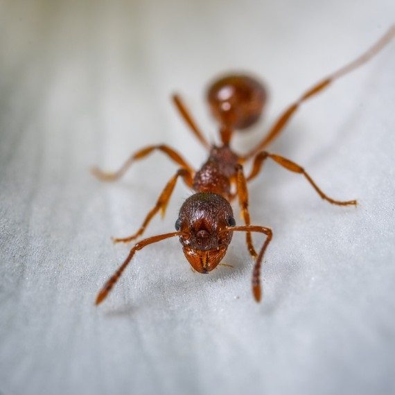 Field Ants, Pest Control in Holloway, N7 . Call Now! 020 8166 9746