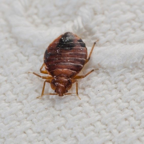 Bed Bugs, Pest Control in Holloway, N7 . Call Now! 020 8166 9746