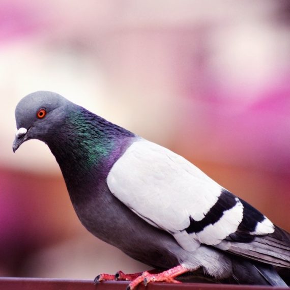 Birds, Pest Control in Holloway, N7 . Call Now! 020 8166 9746