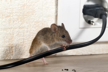 Pest Control in Holloway, N7 . Call Now! 020 8166 9746