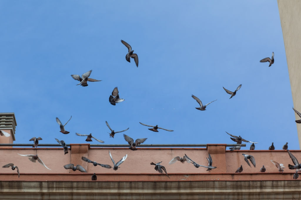 Pigeon Pest, Pest Control in Holloway, N7 . Call Now 020 8166 9746