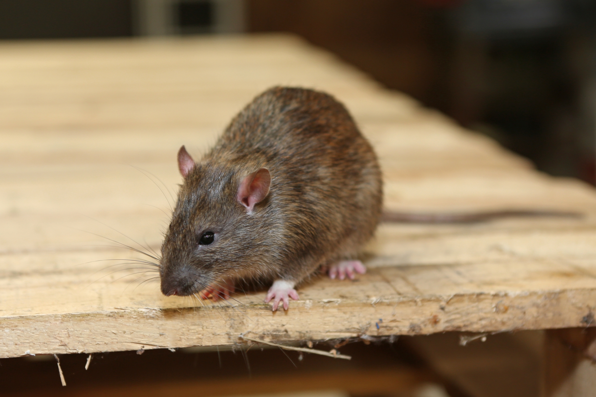 Rat Infestation, Pest Control in Holloway, N7 . Call Now 020 8166 9746