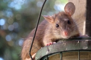 Rat Control, Pest Control in Holloway, N7 . Call Now 020 8166 9746