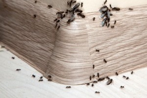 Ant Control, Pest Control in Holloway, N7 . Call Now 020 8166 9746