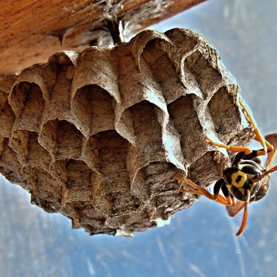 Wasps Nest, Pest Control in Holloway, N7 . Call Now! 020 8166 9746